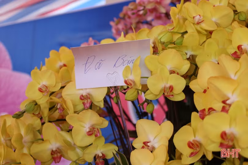 Muôn sắc lan hồ điệp “xuống phố” đón tết Nhâm Dần