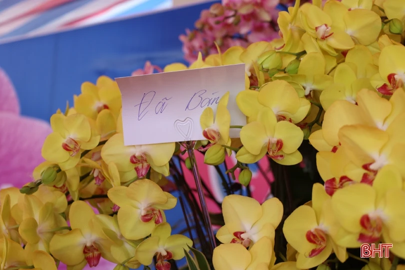 Muôn sắc lan hồ điệp “xuống phố” đón tết Nhâm Dần