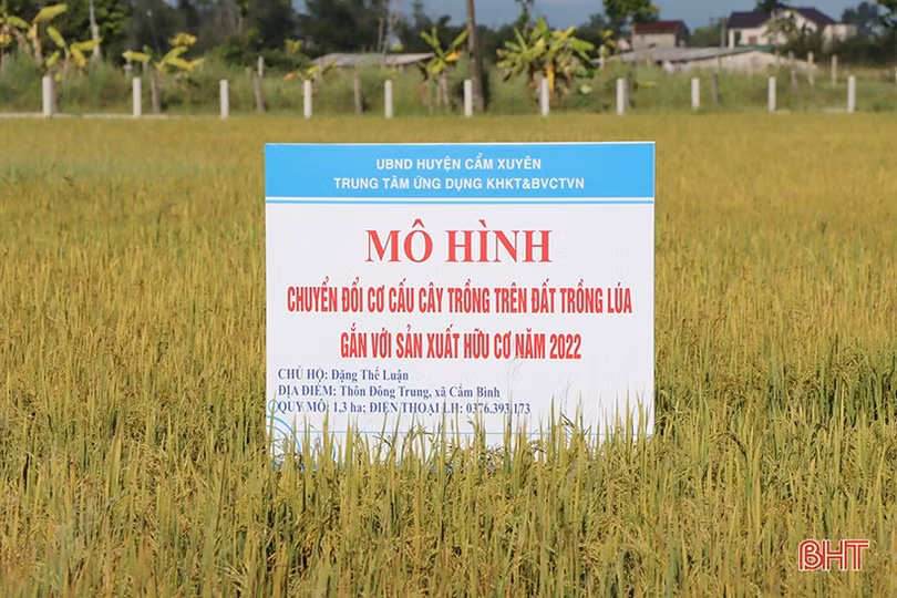 Nuôi cá trong ruộng lúa hữu cơ cho hiệu quả kinh tế cao ở Cẩm Xuyên