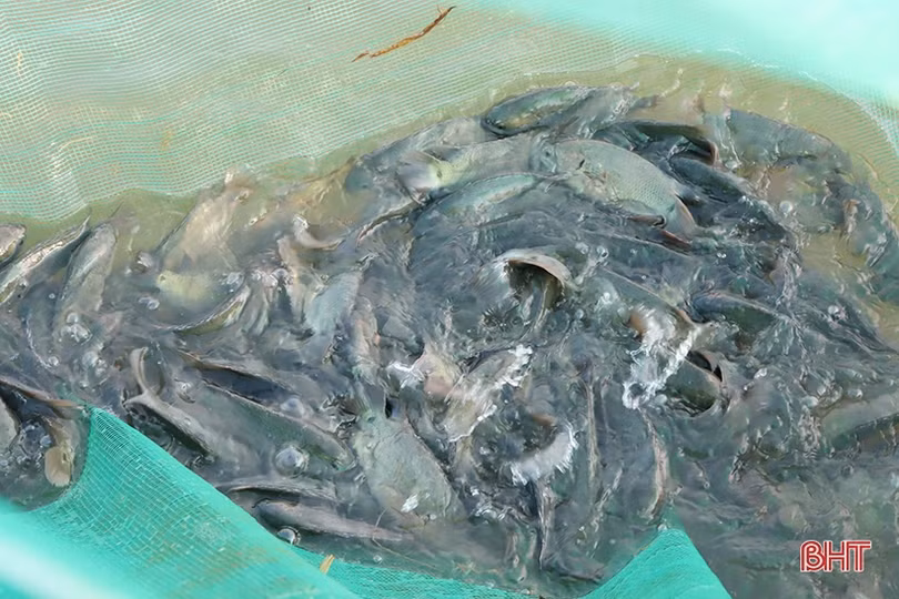 Nuôi cá trong ruộng lúa hữu cơ cho hiệu quả kinh tế cao ở Cẩm Xuyên