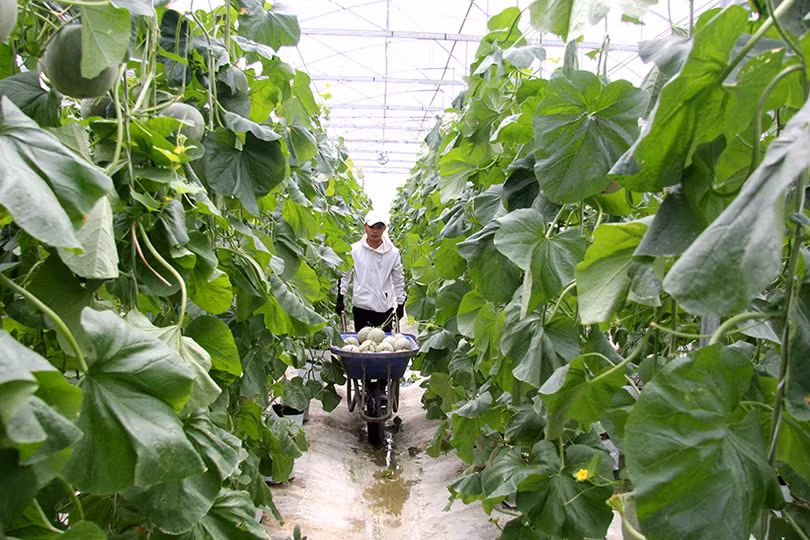 Lan tỏa phong trào nông dân sản xuất, kinh doanh giỏi ở Nghi Xuân