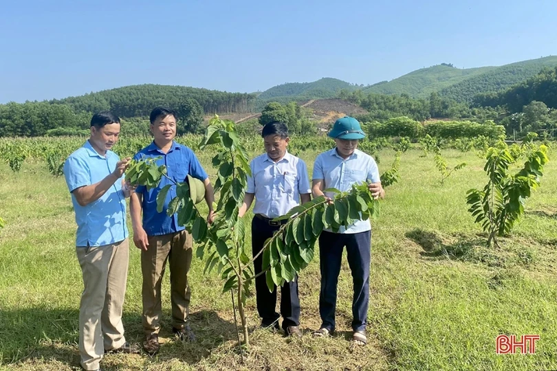 Người dân miền núi Vũ Quang nhân rộng mô hình nông nghiệp hữu cơ