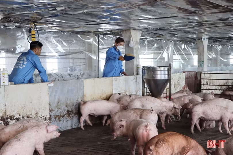 Agribank Hà Tĩnh II “đỡ đầu” nông dân làm giàu từ nông nghiệp