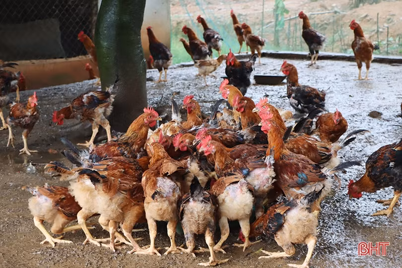 Nuôi gà đồi, xã miền núi ở Cẩm Xuyên phát triển kinh tế bền vững