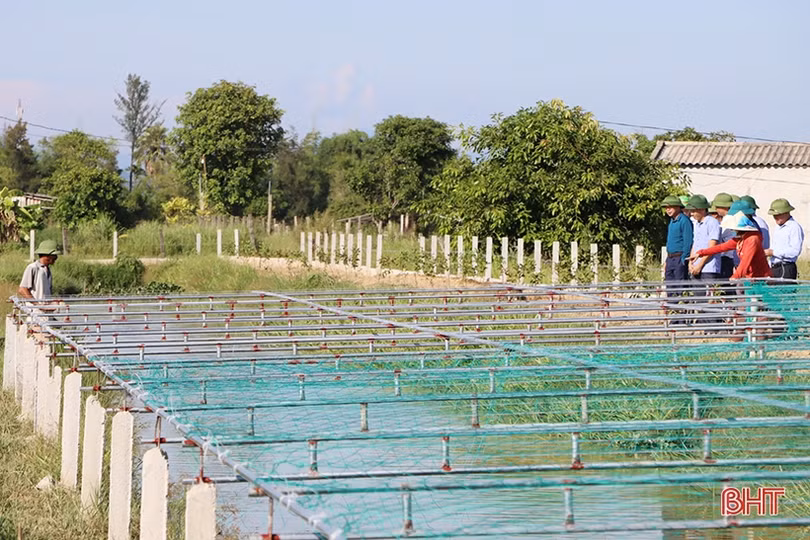 Nuôi cá trong ruộng lúa hữu cơ cho hiệu quả kinh tế cao ở Cẩm Xuyên