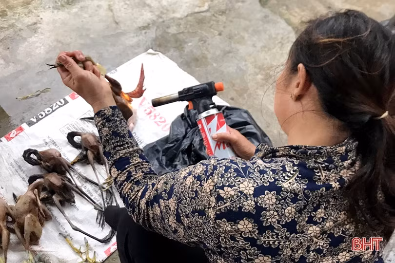 Mưa xuống, “chim trời” lại được bày bán công khai ở Cẩm Xuyên