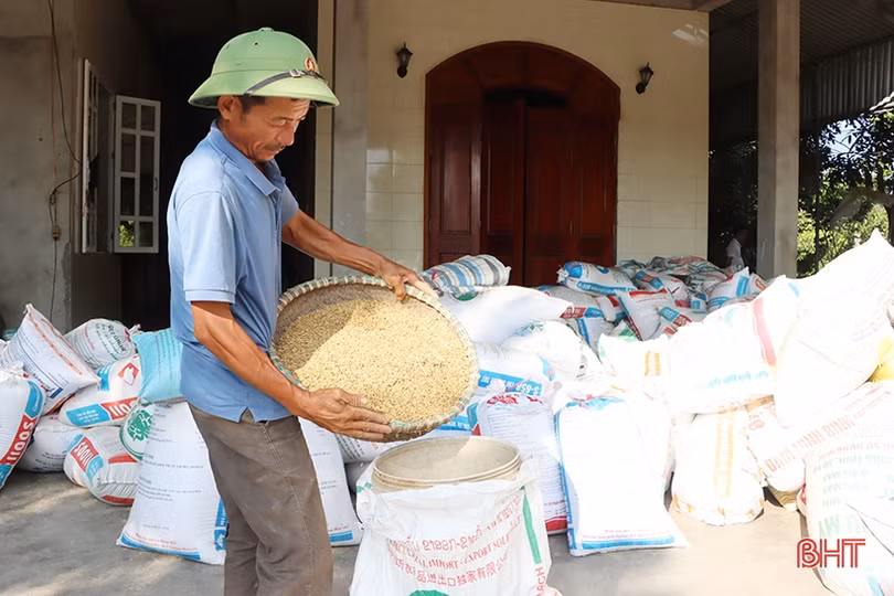 Nuôi cá trong ruộng lúa hữu cơ cho hiệu quả kinh tế cao ở Cẩm Xuyên