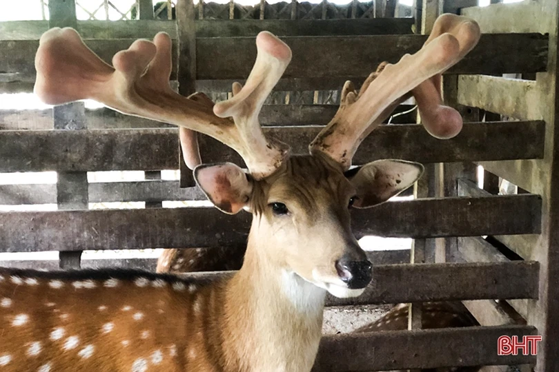 Ẩm thực Hà Tĩnh đậm đà phong vị quê hương