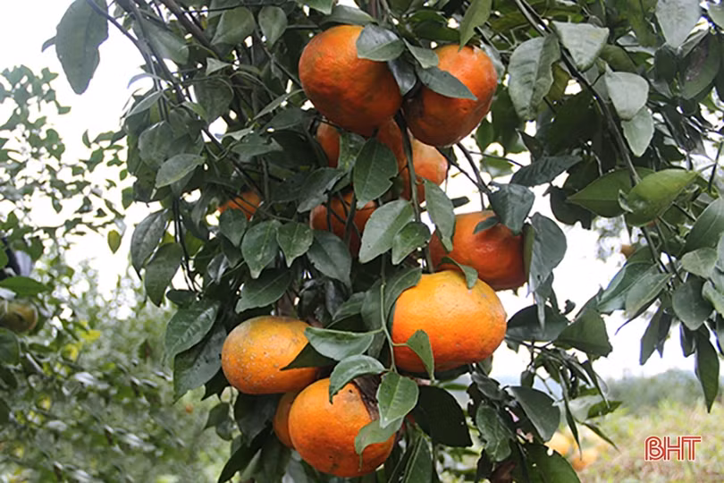 Ẩm thực Hà Tĩnh đậm đà phong vị quê hương