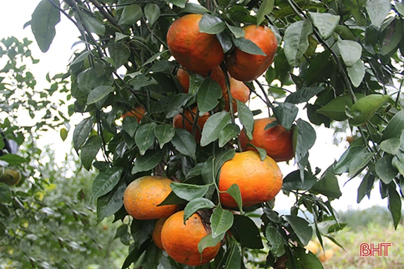 Ẩm thực Hà Tĩnh đậm đà phong vị quê hương