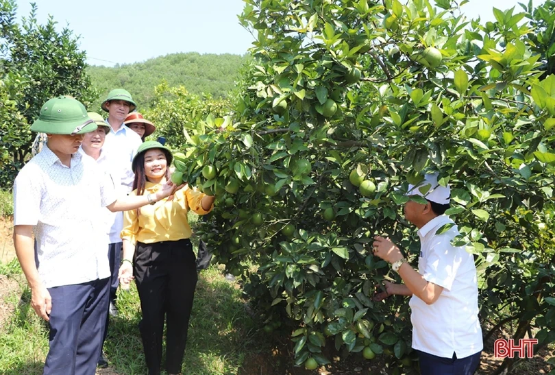 Người dân miền núi Vũ Quang nhân rộng mô hình nông nghiệp hữu cơ