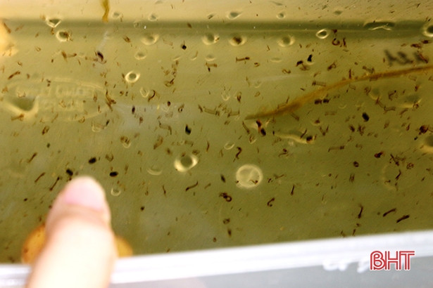 Đoàn công tác Viện Sốt rét - Ký sinh trùng và Côn trùng Trung ương giám sát véc tơ phòng bệnh sốt xuất huyết tại Hà Tĩnh