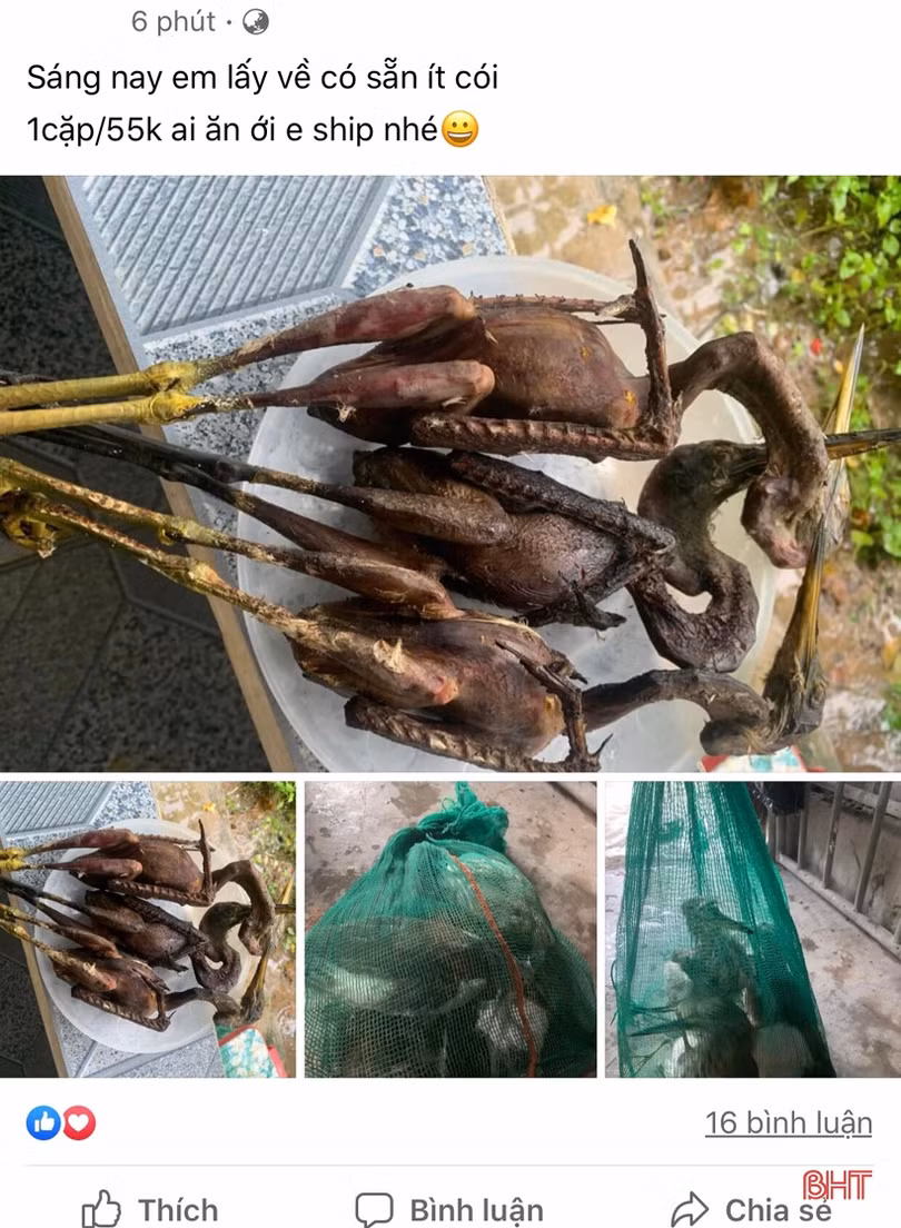 Mưa xuống, “chim trời” lại được bày bán công khai ở Cẩm Xuyên