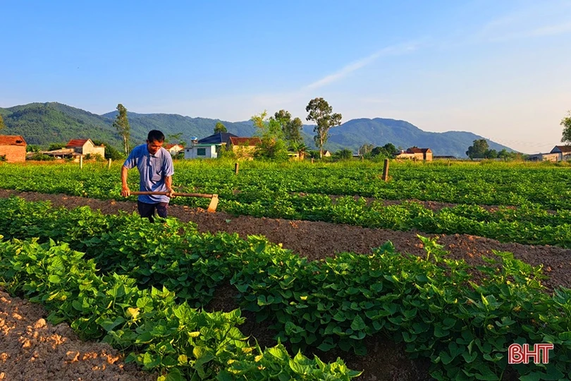 Nghi Xuân phấn đấu gieo 883ha cây trồng vụ đông 2022