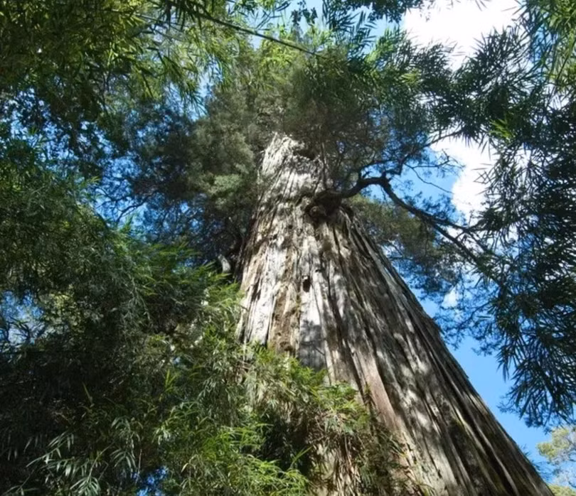 Cây cô đơn sống thọ nhất thế giới