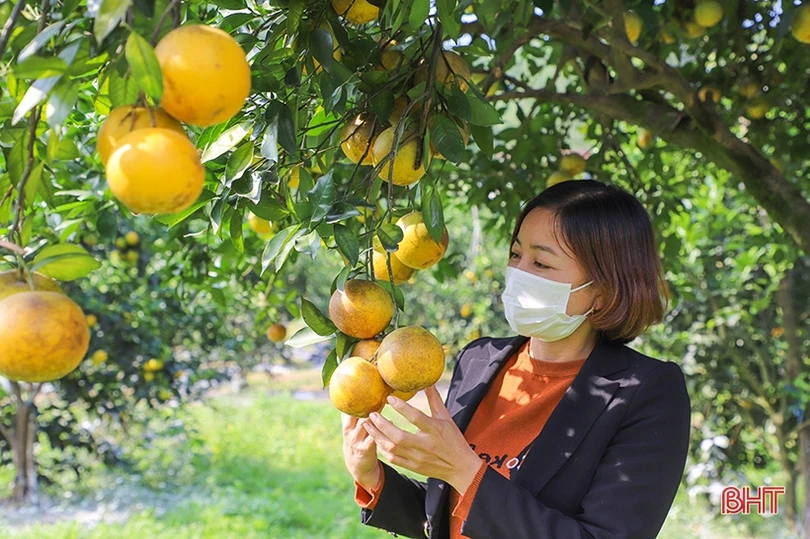 Đặc sản Hà Tĩnh gây thương nhớ...