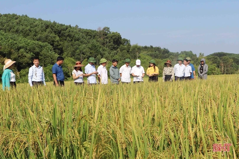 Người dân miền núi Vũ Quang nhân rộng mô hình nông nghiệp hữu cơ