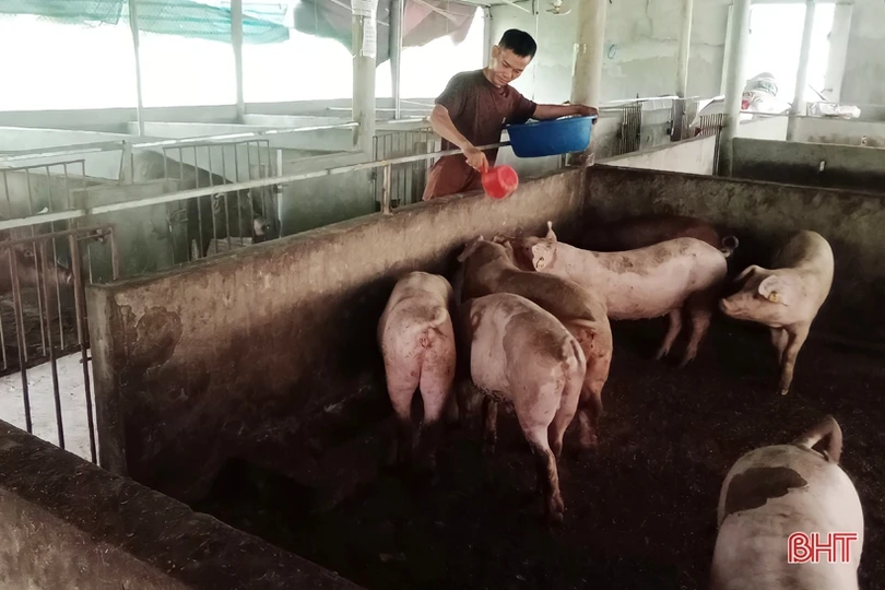 Người dân miền núi Vũ Quang nhân rộng mô hình nông nghiệp hữu cơ