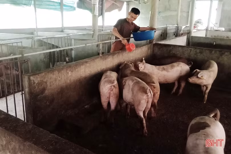 Người dân miền núi Vũ Quang nhân rộng mô hình nông nghiệp hữu cơ