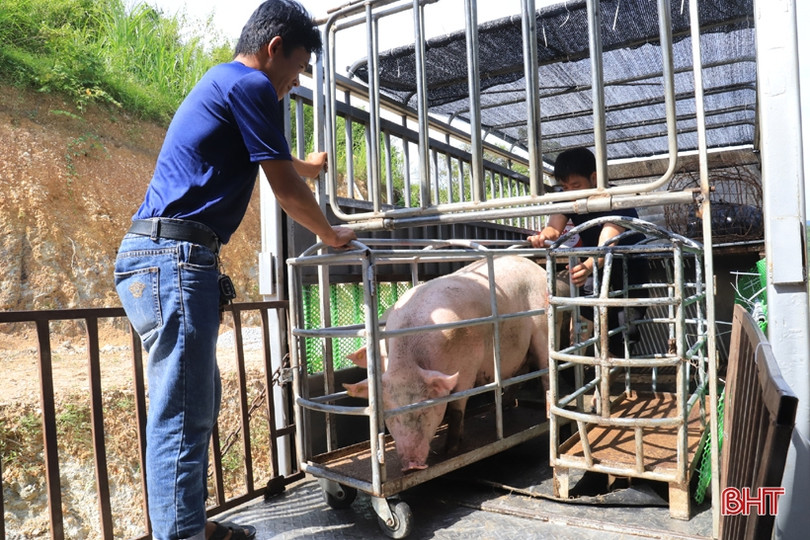 Nông dân Hương Sơn hợp tác với Tập đoàn Quế Lâm chăn nuôi lợn hữu cơ