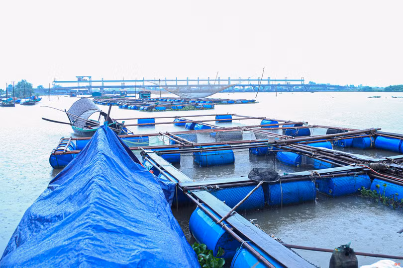 Người nuôi trồng thủy sản Hà Tĩnh gia cố lồng bè, ao nuôi phòng mưa to bão lớn