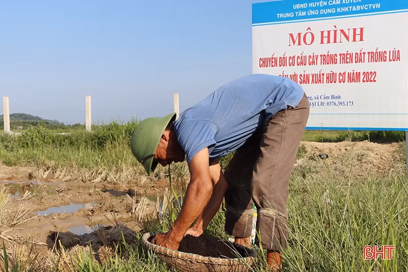 Nuôi cá trong ruộng lúa hữu cơ cho hiệu quả kinh tế cao ở Cẩm Xuyên