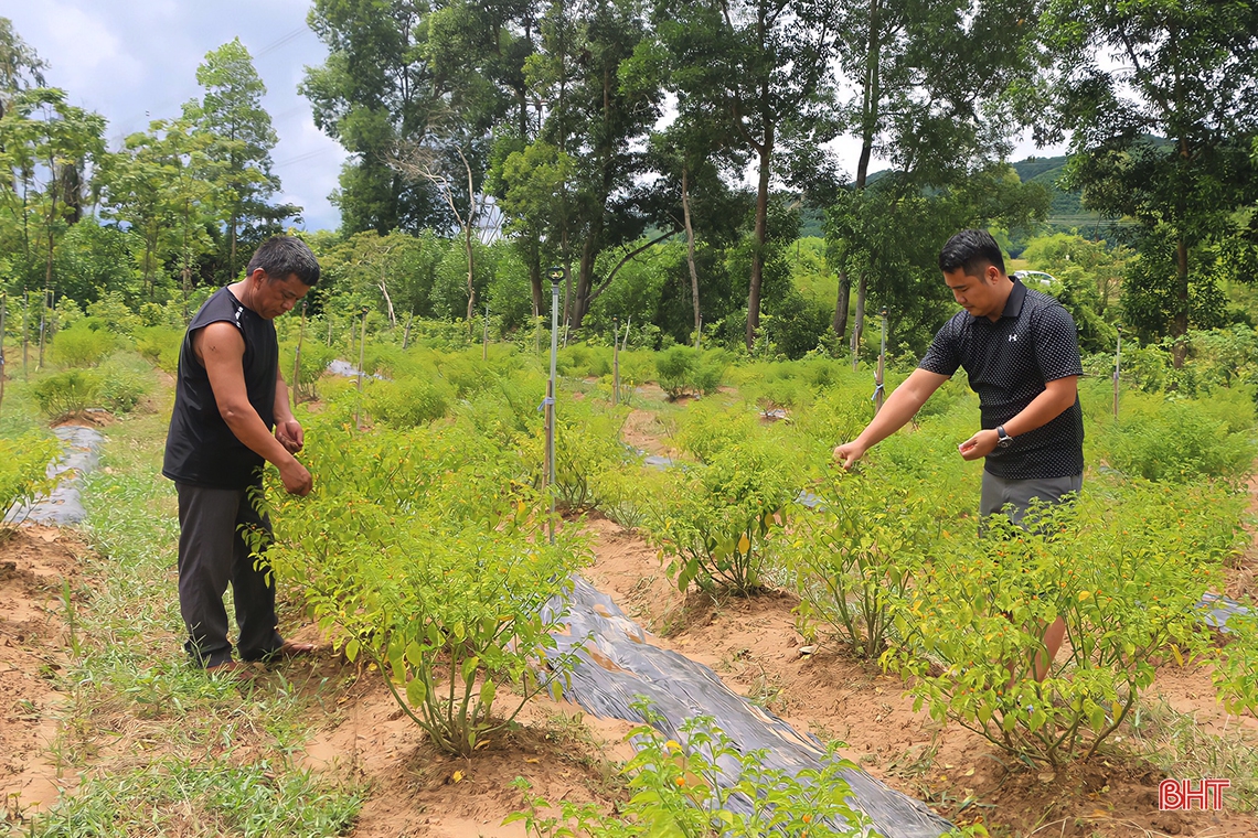 “Mục sở thị” vườn ớt quả tròn ở Hà Tĩnh
