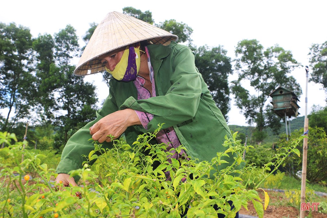 “Mục sở thị” vườn ớt quả tròn ở Hà Tĩnh