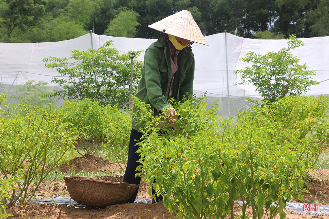“Mục sở thị” vườn ớt quả tròn ở Hà Tĩnh