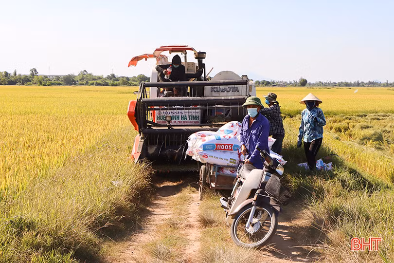 Nông dân vựa lúa lớn nhất Hà Tĩnh nhanh tay thu hoạch vụ hè thu