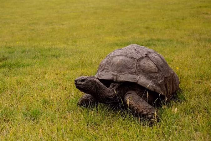 Lý do rùa là động vật trên cạn sống lâu nhất