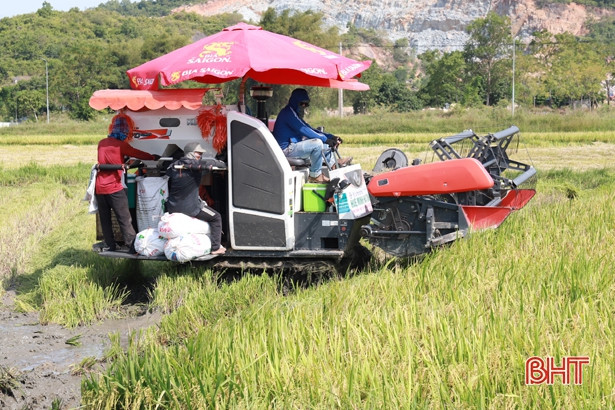 Nghi Xuân có xã dự kiến thu hoạch xong lúa hè thu trước hạn hơn nửa tháng