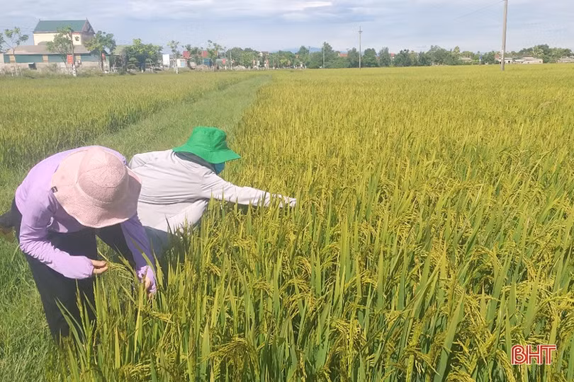 Điều tiết nước tối đa phục vụ lúa hè thu ở Hà Tĩnh trổ bông thuận lợi