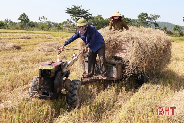 Nghi Xuân có xã dự kiến thu hoạch xong lúa hè thu trước hạn hơn nửa tháng