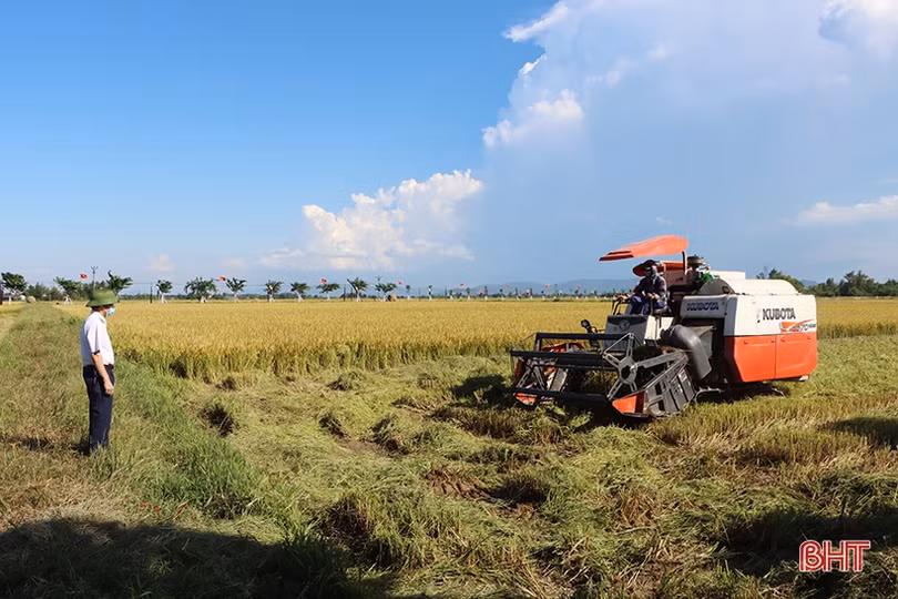 Nông dân vựa lúa lớn nhất Hà Tĩnh nhanh tay thu hoạch vụ hè thu