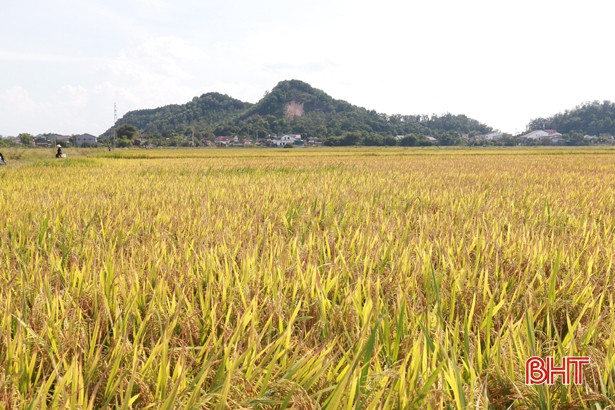 Nghi Xuân có xã dự kiến thu hoạch xong lúa hè thu trước hạn hơn nửa tháng
