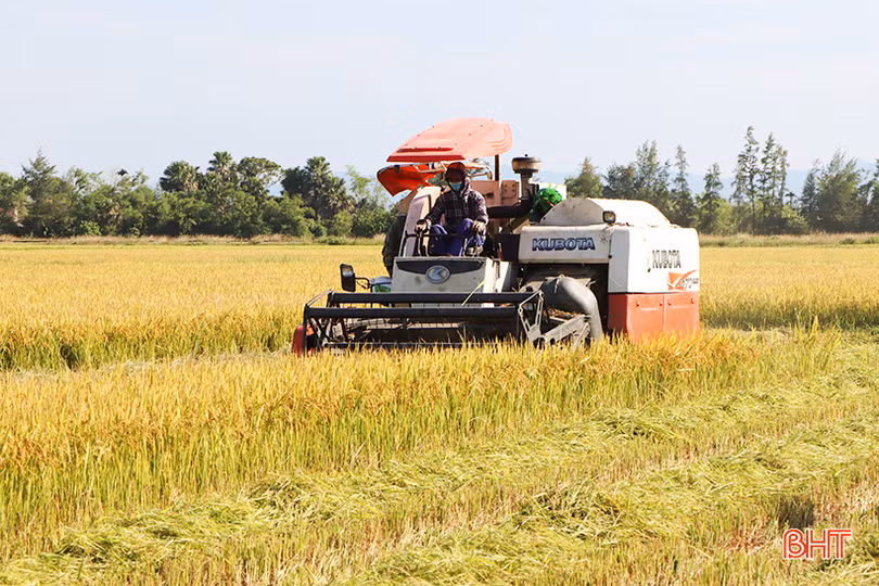 Nông dân vựa lúa lớn nhất Hà Tĩnh nhanh tay thu hoạch vụ hè thu