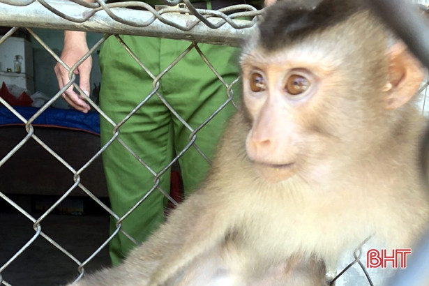 Bàn giao cá thể khỉ đuôi lợn cho Vườn Quốc gia Vũ Quang