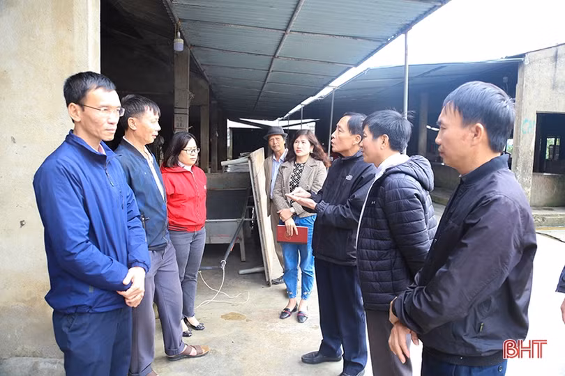 Tập trung khống chế dịch viêm da nổi cục trên trâu, bò ở Lộc Hà