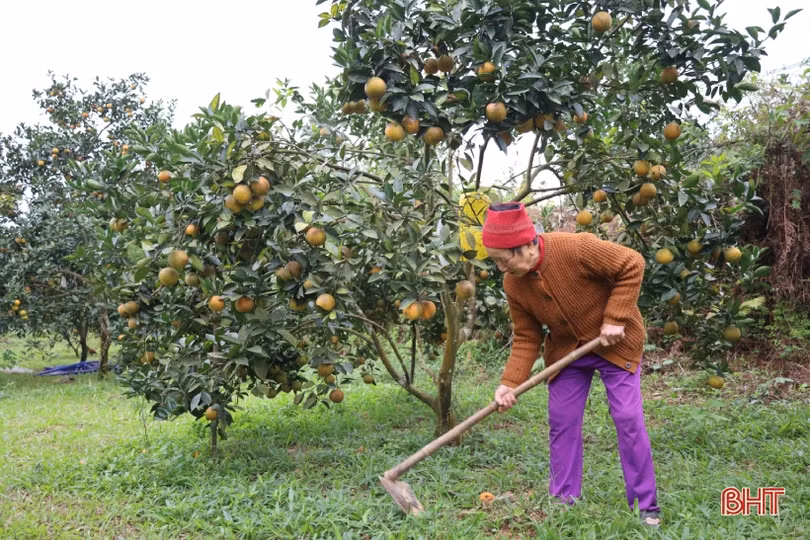 Các nhà vườn ở Can Lộc “hãm cam” chờ tết