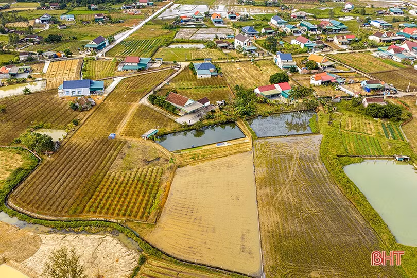 Đào phai Nghi Xuân “thay áo mới” chuẩn bị đón tết