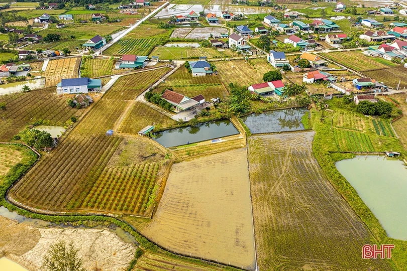 Đào phai Nghi Xuân “thay áo mới” chuẩn bị đón tết