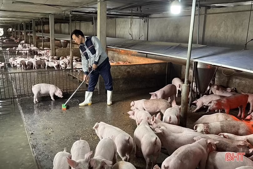 Về hưu vẫn khởi nghiệp thành công với trang trại chăn nuôi quy mô lớn