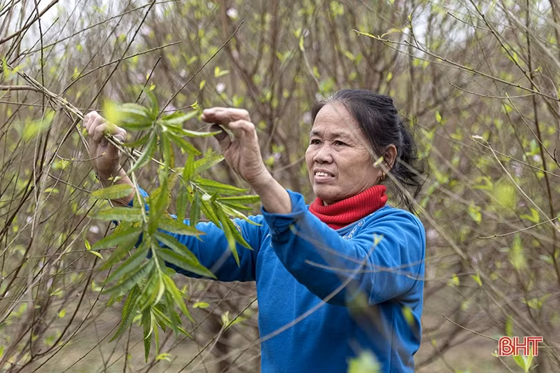 Đào phai Nghi Xuân “thay áo mới” chuẩn bị đón tết
