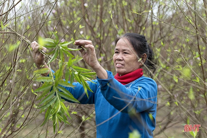 Đào phai Nghi Xuân “thay áo mới” chuẩn bị đón tết
