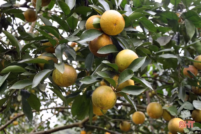 Các nhà vườn ở Can Lộc “hãm cam” chờ tết