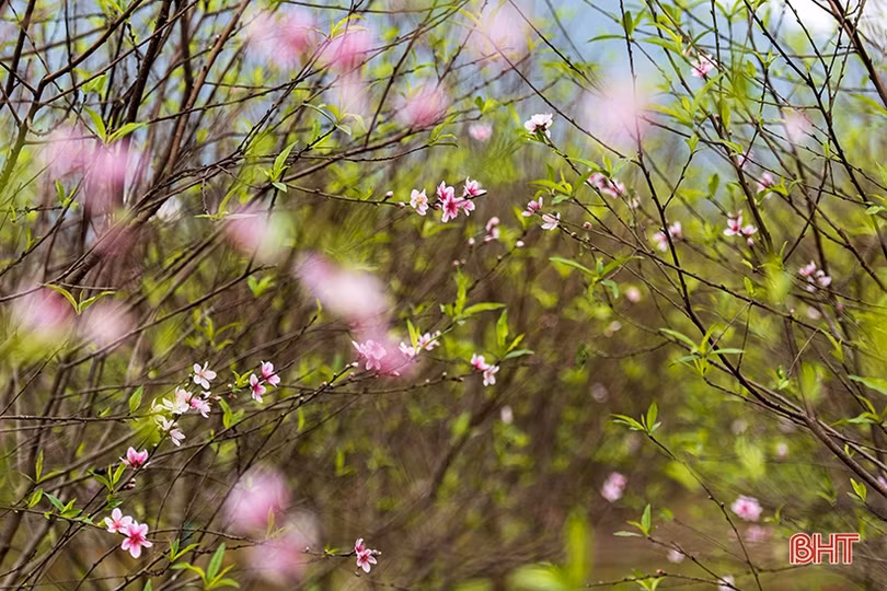 Đào phai Nghi Xuân “thay áo mới” chuẩn bị đón tết