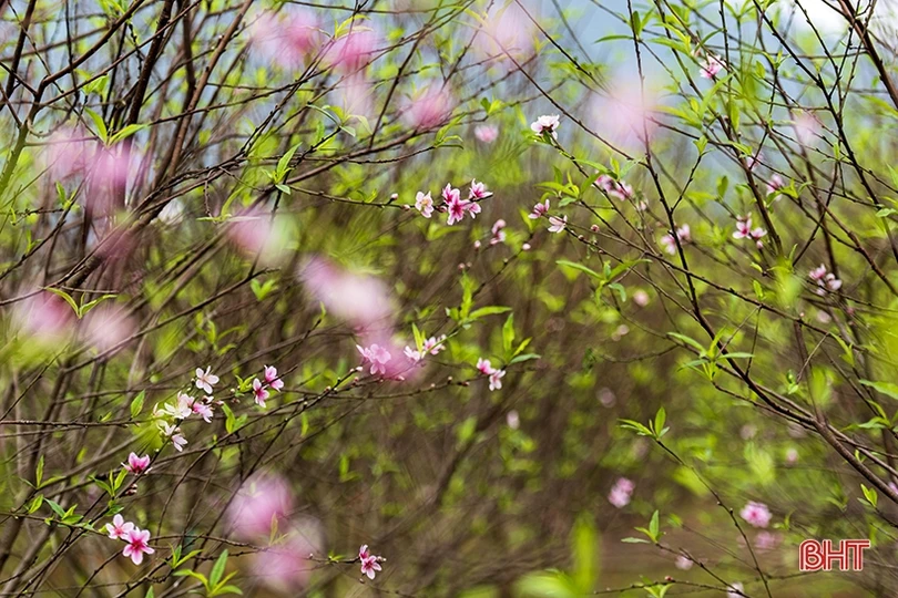 Đào phai Nghi Xuân “thay áo mới” chuẩn bị đón tết
