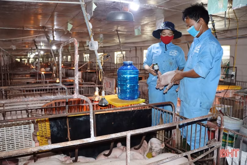 Cho vay lĩnh vực nông nghiệp, nông thôn chiếm thị phần lớn nhất trong dư nợ hệ thống ngân hàng Hà Tĩnh