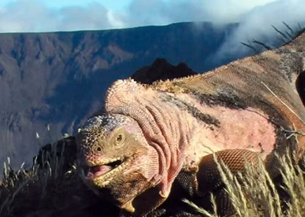 Ecuador: Phát hiện đàn con mới nở của kỳ nhông hồng cực quý hiếm